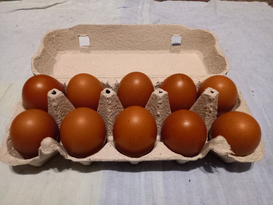 Jajka lęgowe kur marans