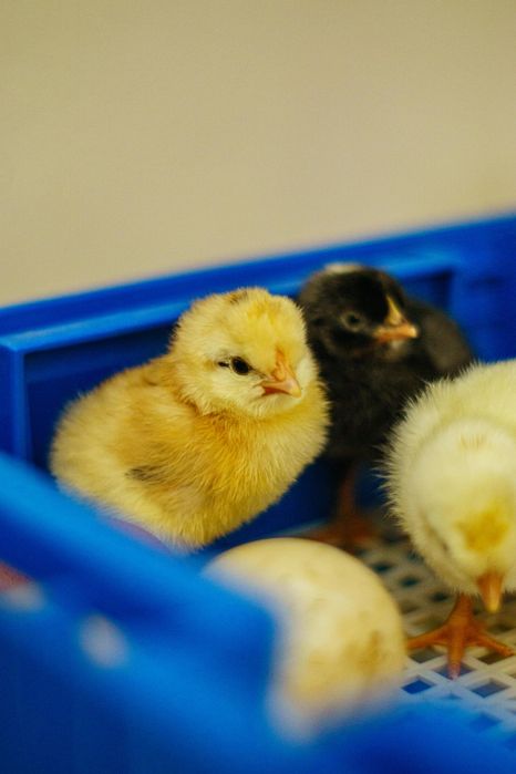 Продаю курчата,качки,гуси,індики