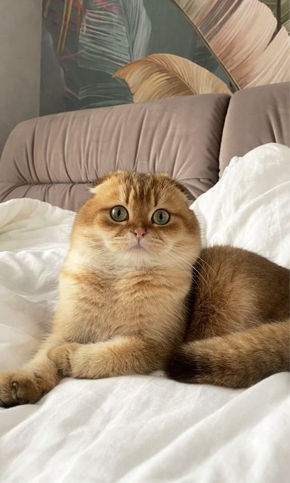 Таткова донечка. Золота красунечка