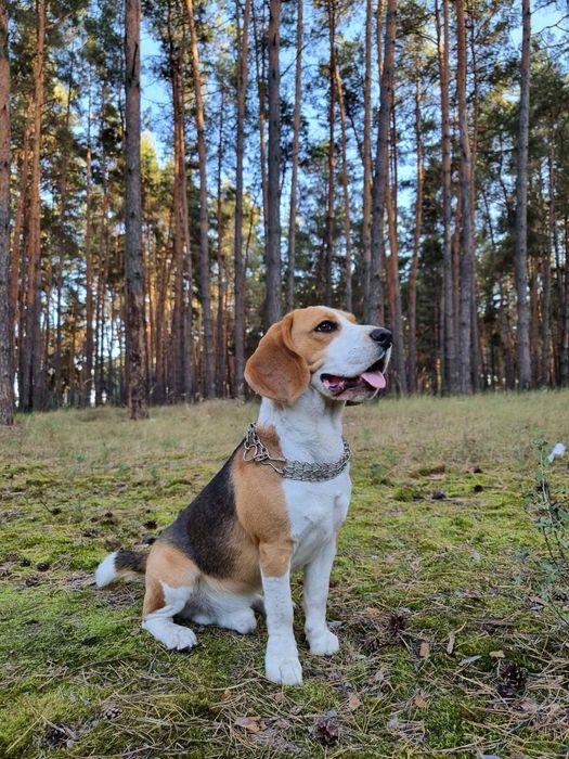 Бігль шукає дівчинку