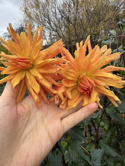 Жоржини бульби (руда)