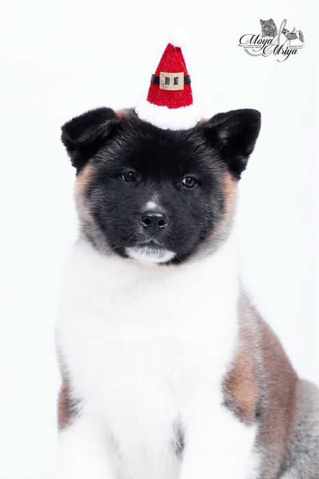 Американскька акіта/ американская акита / american akita