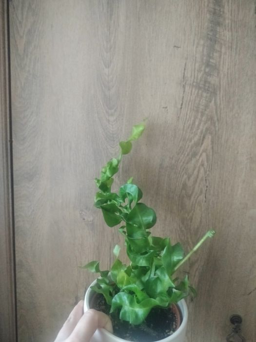 Długie epipremium złociste