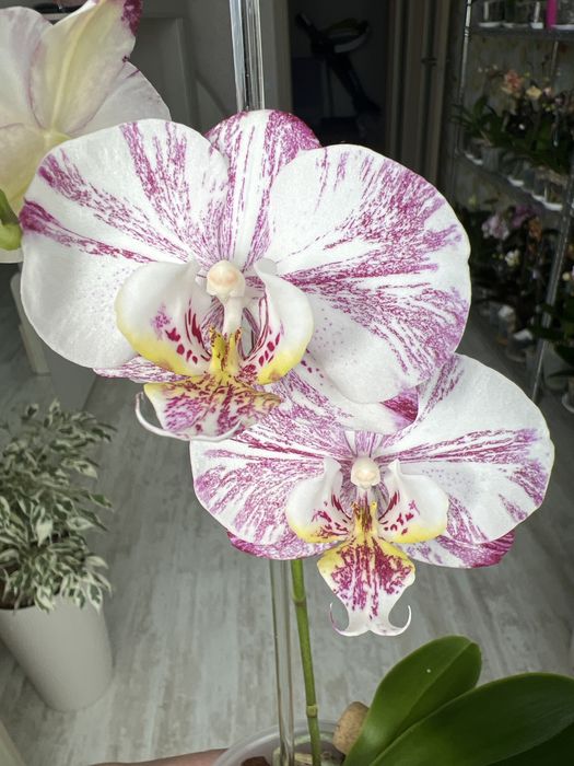 Продам орхідею Milky Way