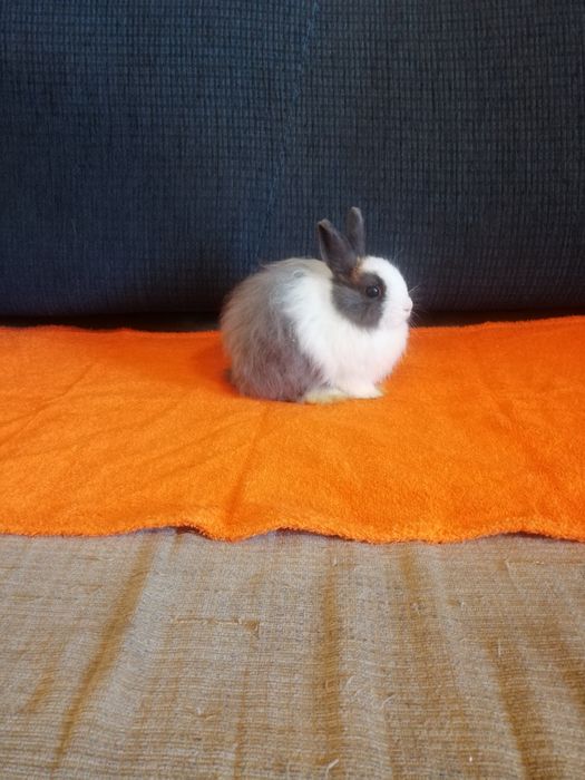 Króliczek karzełek Teddy, Mini Lop, gładki