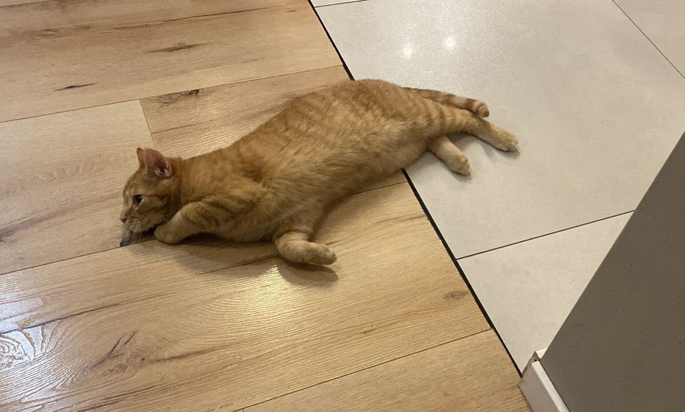 Dwa RUDE CUDA PILNIE szukają domu!