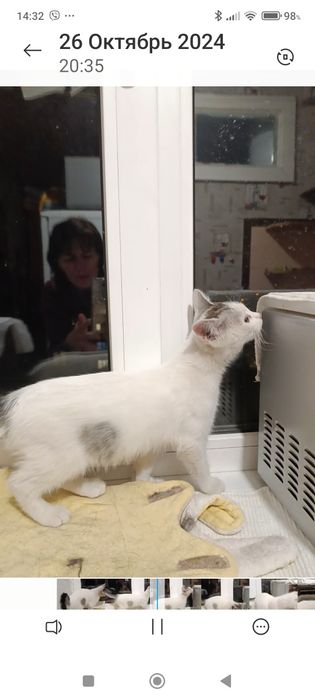 Віддамо кошеня у добрі руки