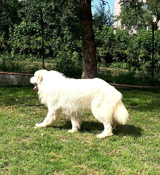 Pirenejski pies górski, owczarek podhalański rasa pokrewna, okazja