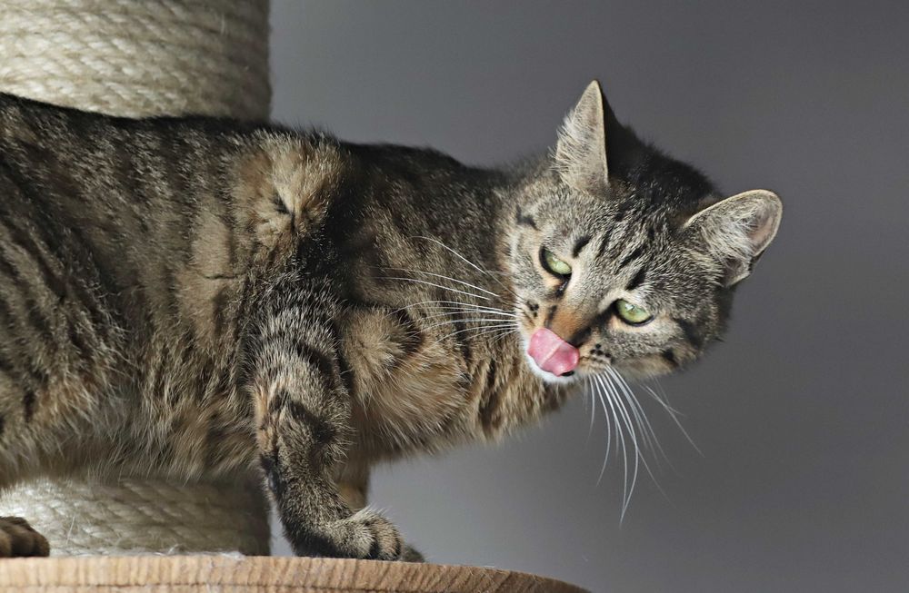 Cudowna, bura klasyka- Dziewczyny szukają domu.