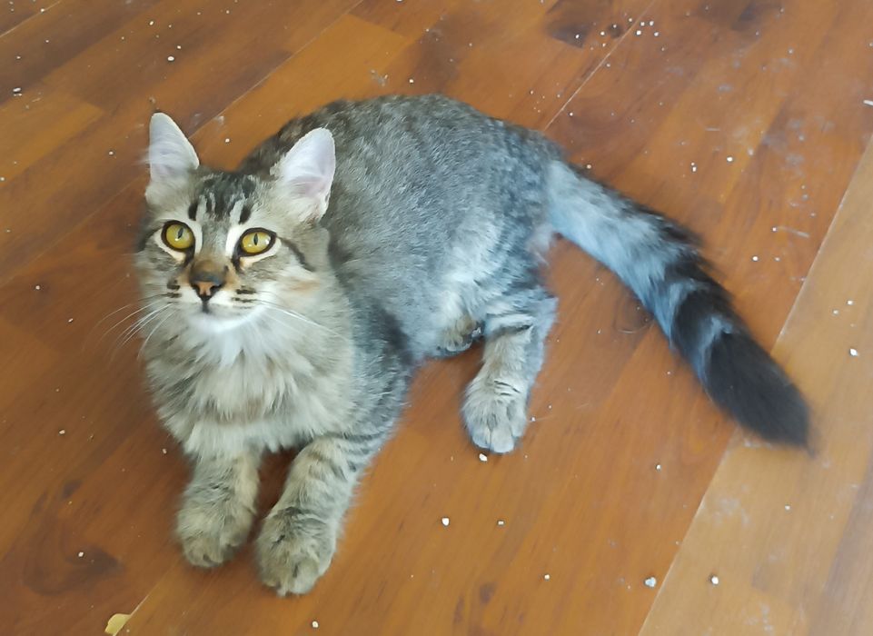 Gatinha fêmea, com 4 meses, para adoção.