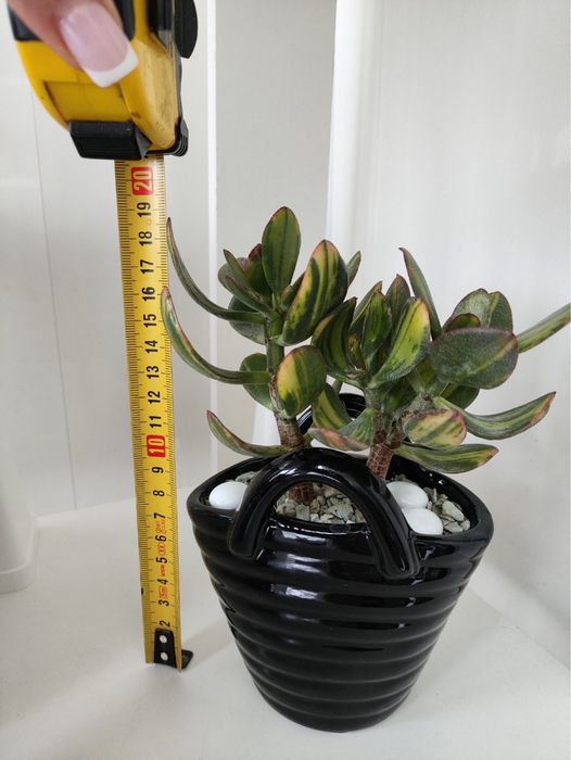 Красула Солана у керамічному горщику-вазі, ідеально на подарунок