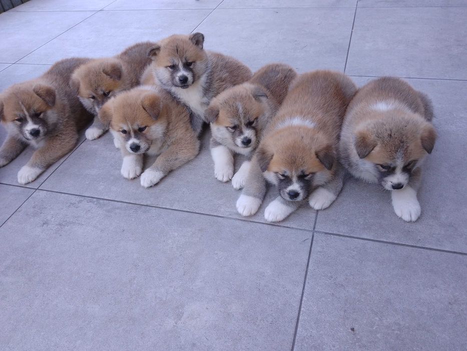 Akita Inu szczeniak.