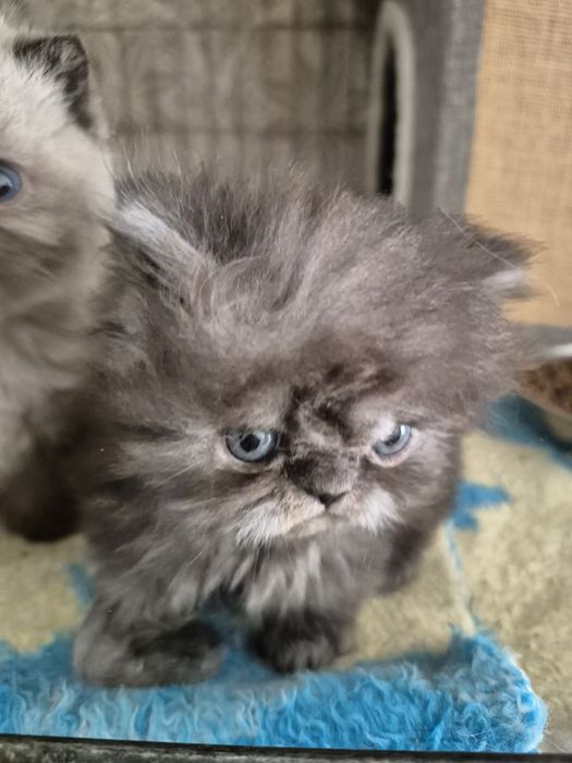 Menino smoke lindissimo