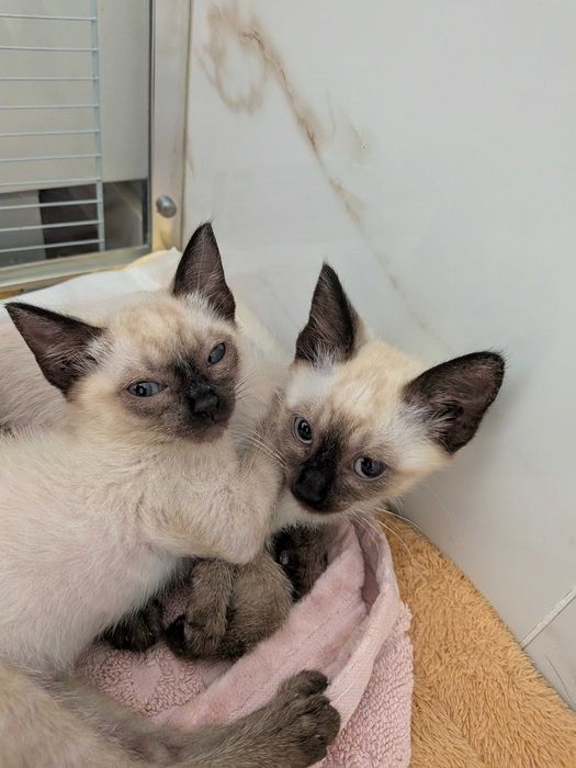 Gatinhos bebés fêmeas