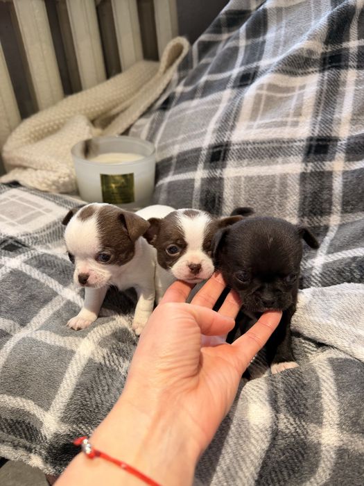 Дітки чихуахуа , хлопчики і дівчинка з документами