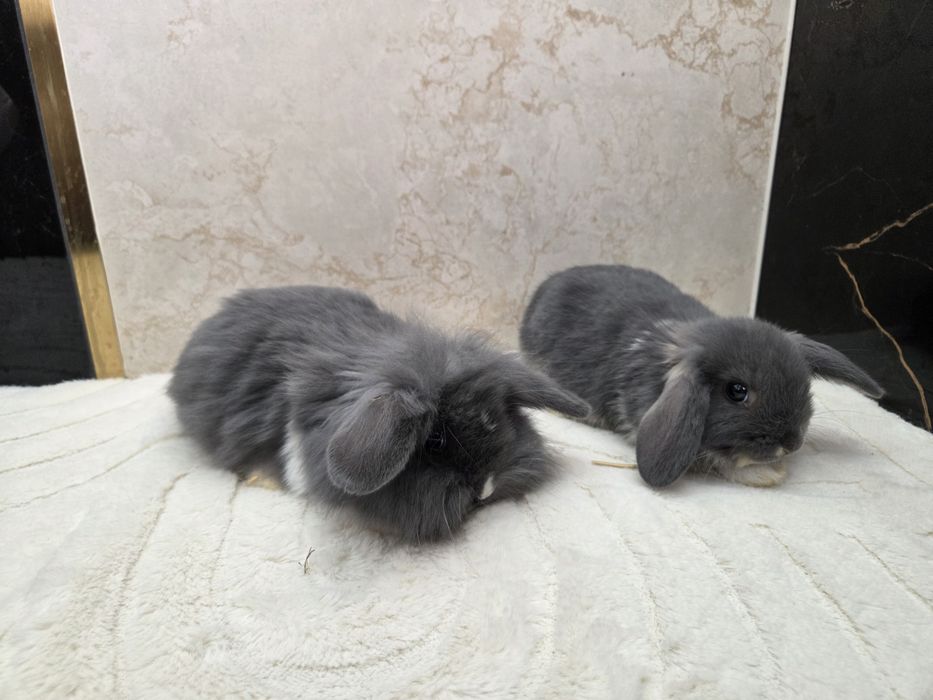 Mini lop / Baranek miniaturowy