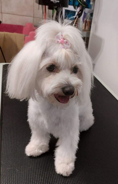 Groomer, psi fryzjer, pielęgnacja, strzyżenie, kąpiel, rozczesywanie.