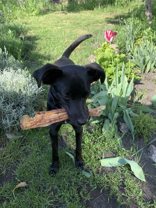 Стерелізована Собака в добрі руки