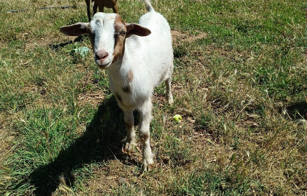 Cabrito - mocho - raça grande