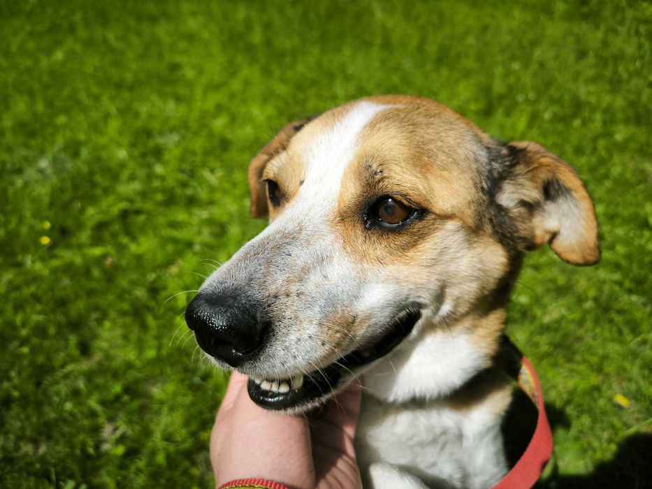 Tak bardzo prosze o dom