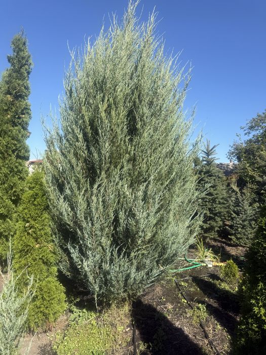 Продам туі смарагд брабант ялинкм , кулясті скальний можевельник