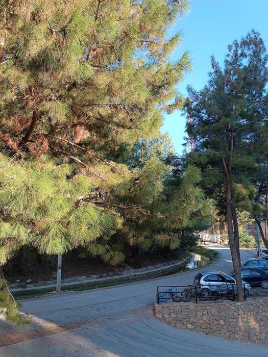 Встречаем Новый Год в сосновом лесу рядом с пляжем Инжекум в  Алании