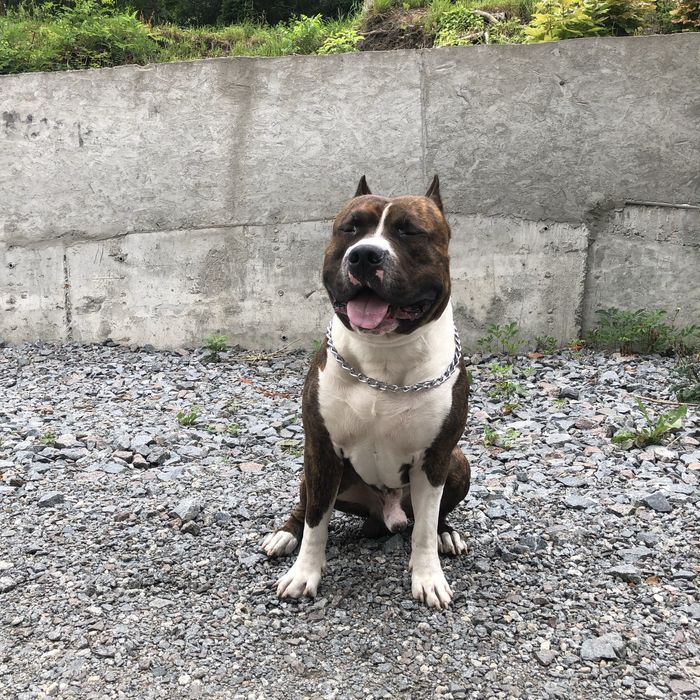 Хлопчик, амстаф, вʼязка