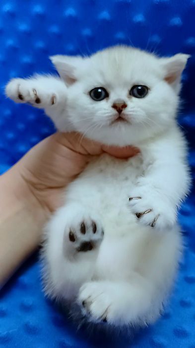 Кошенятка чистокровні , purebred kittens silver chinchillas .