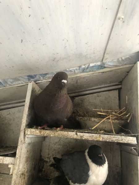 Gołębie kingi młode