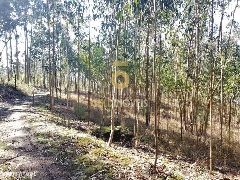 Terreno em Santa Maria de Sardoura