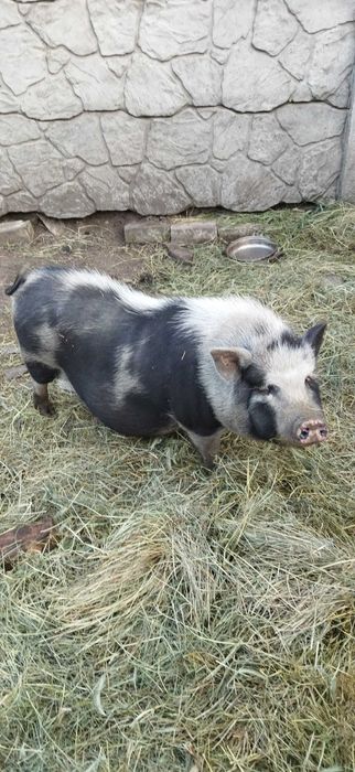 Свиноматка вьетнамская