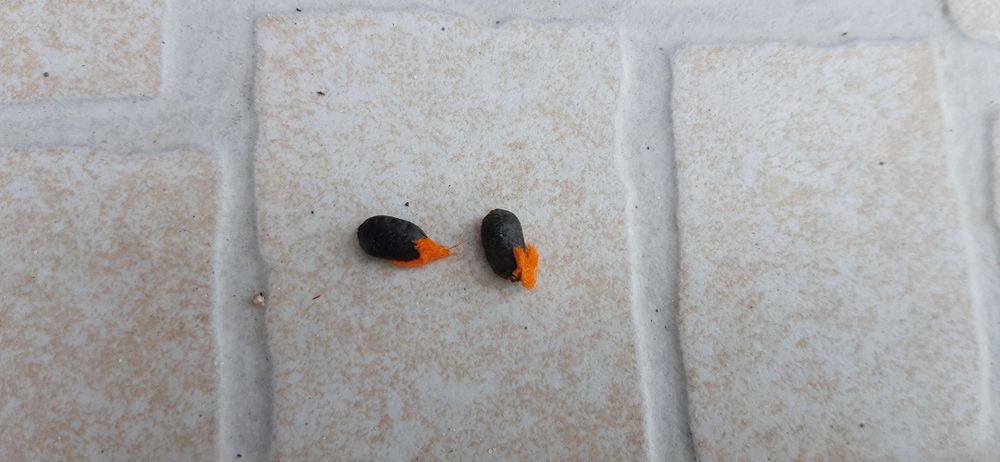 Sementes estrelicia gigante branca 2 un (Strelitzia Augusta)