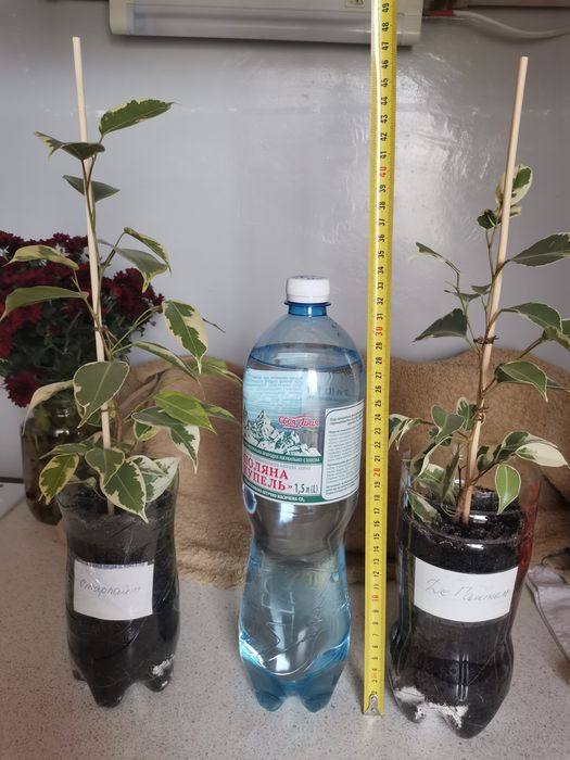 Фикус Де Гантель и  Старлайт