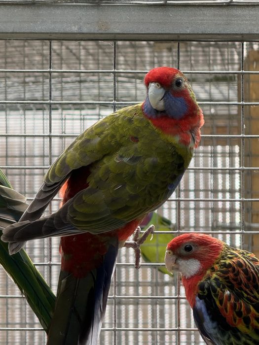 Varias Aves Disponiveis !