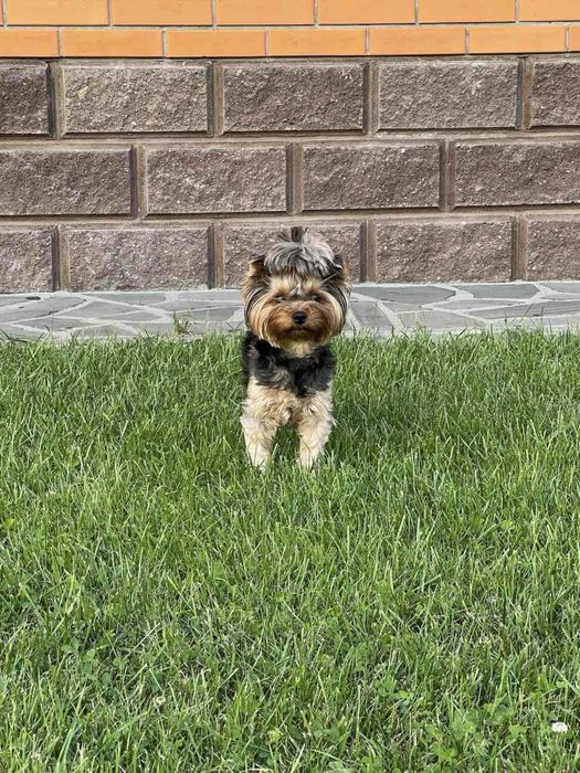 Собака йоркширський терʼєр