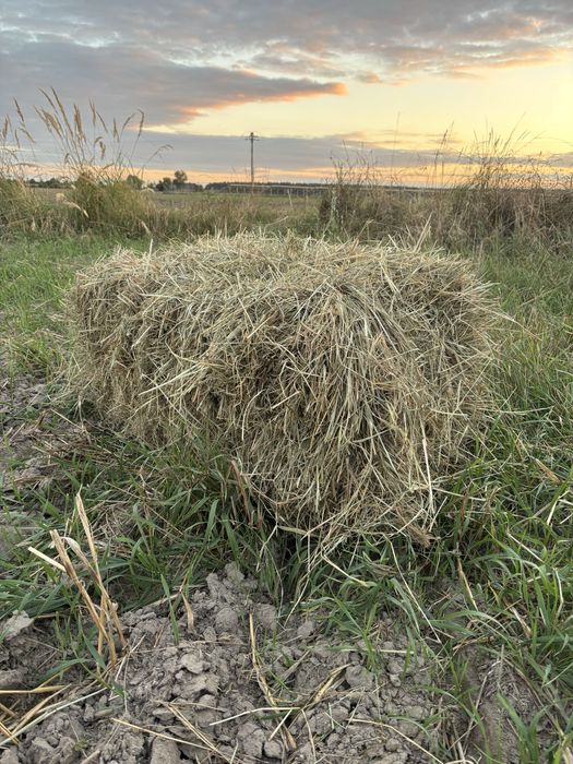 Siano tegoroczne kostka