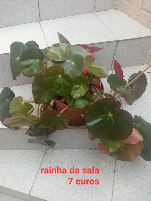 Plantas extraordinárias
