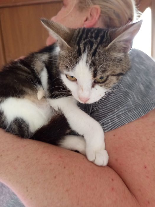 Wysterylizowana kotka szuka domu niewychodzącego