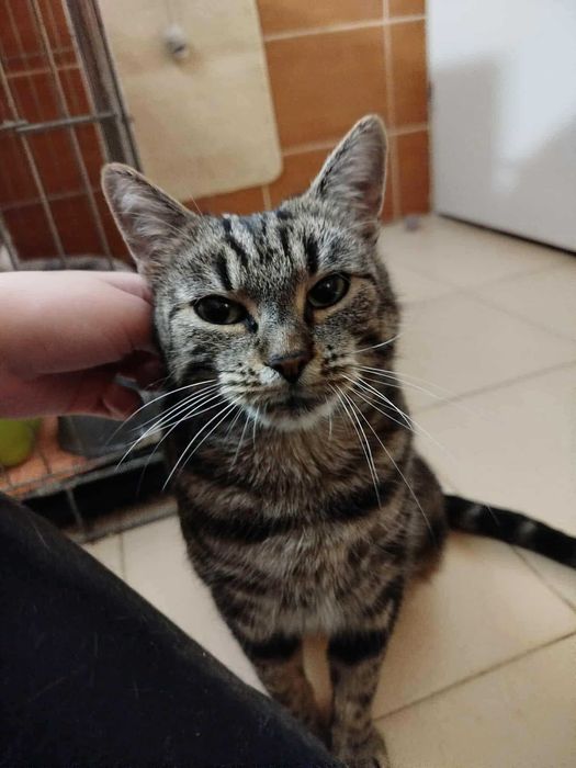 Afra to ok 2 letnia, zdrowa, kastrowana, szczepiona kocina, fiv+