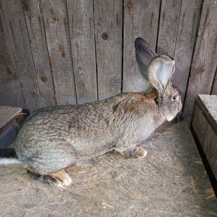 Samiec Belgijski Olbrzym Szary BOS rodowód 4.2025
