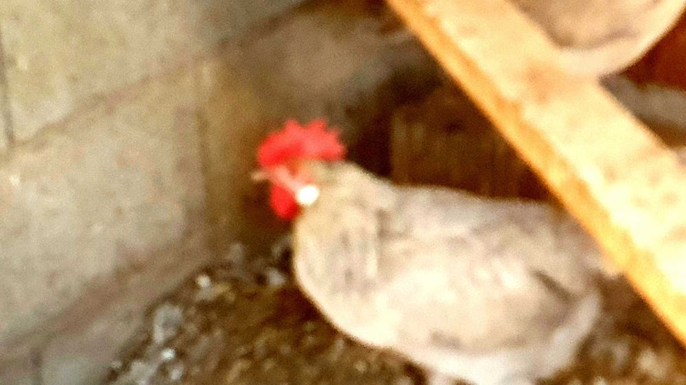 Galinhas leghorn  leghorn  Isabel..