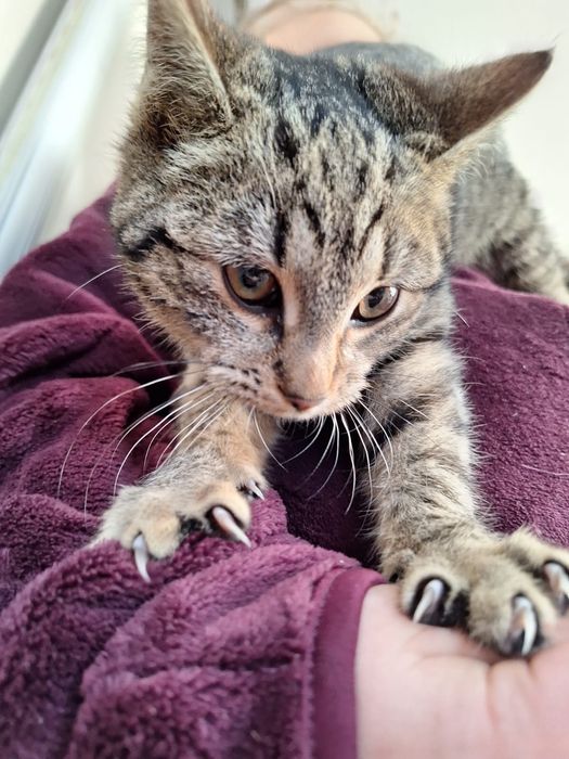 Oddam koty w dobre ręce