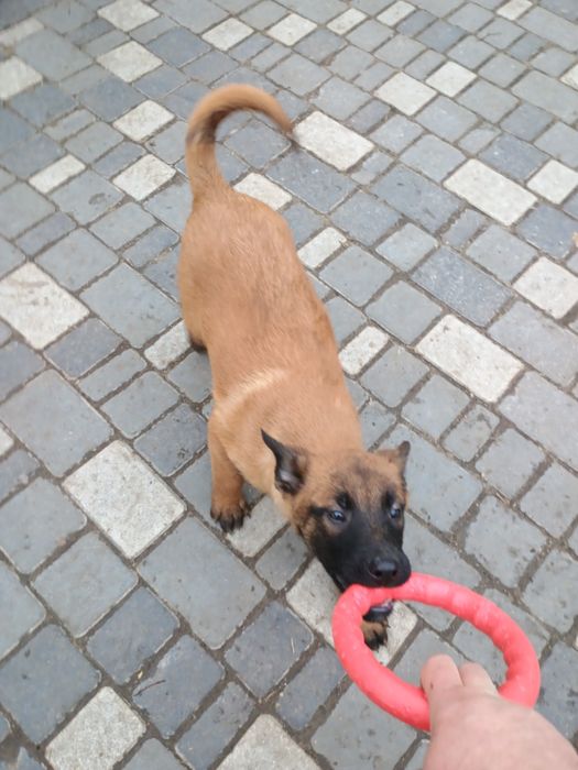 Продам цуценят бельгійської вівчарки