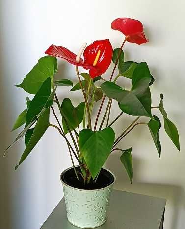 anturium czerwone, młode, zdrowe w osłonce