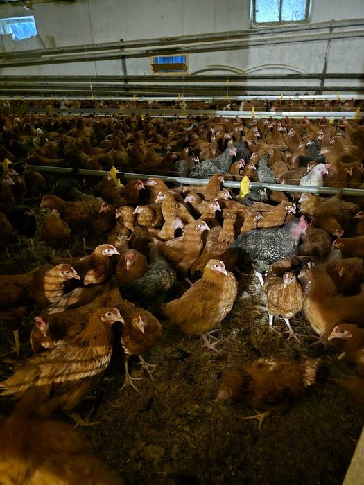 KURY NIOSKI ROSA młode kurki rossa odchowane kura DARMOWY TRANSPORT