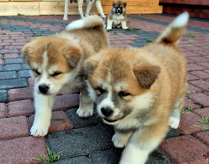 Sprzedam Akita Inu Piesek z Rodowodem