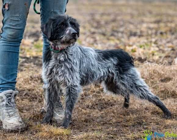 Miły, kontaktowy psiak MOZART szuka kochającego domku!