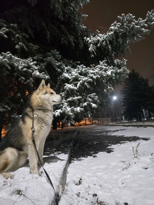 Вязка хаски 5 лет