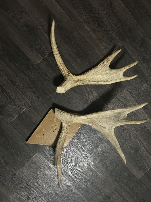 Рога лося натуральные