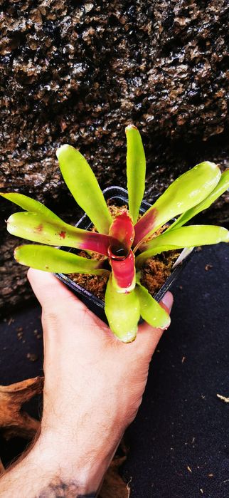 Tanio !! Bromelie, Neoregelie do Terrarium Vivarium Paludarium!